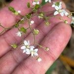 Saxifraga hirsuta Flor
