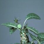 Dorstenia foetida फूल