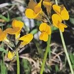 Hippocrepis comosa Virág