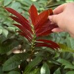 Excoecaria cochinchinensis Leaf