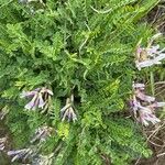 Astragalus monspessulanus Blüte