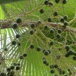 Brahea edulis Fruit