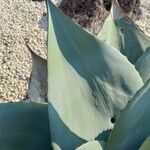 Agave havardiana Ліст