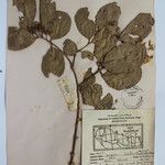 Terminalia anogeissiana Sonstige