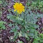 Taraxacum erythrospermum 形态