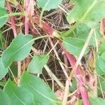 Rumex roseus Hoja