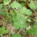 Geranium rotundifolium Ліст