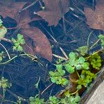 Ludwigia peploides Leaf