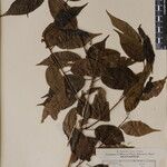 Prunus cerasoides その他の提案