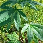 Cannabis sativa Агульны выгляд