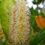 Cunonia balansae Flor