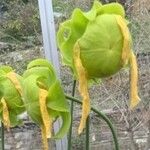 Sarracenia flava Fula