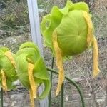 Sarracenia flava Flor