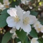 Philadelphus coronarius花