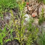 Castilleja miniata পাতা