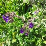 Anchusa officinalisBlatt