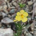 Verbascum orientale Çiçek