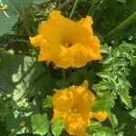 Cucurbita maximaFlower