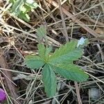 Potentilla reptans Leaf