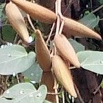 Wattakaka volubilis Fruit