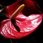 Anthurium andraeanum Flower