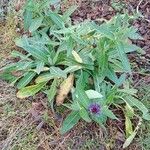 Centaurea triumfettii Habit