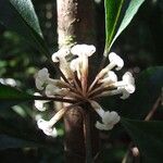 Pittosporum verrucosum Blüte