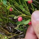 Vaccinium scoparium 果實