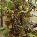 Bulbophyllum scaberulum عادت داشتن