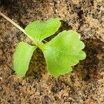 Commiphora schimperi Leaf