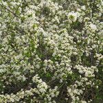 Prunus fruticosa Květ