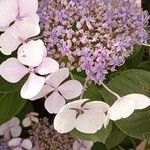 Hydrangea sargentianaFlower