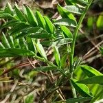 Astragalus cicer Folha