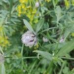 Centaurea deusta Çiçek