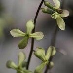 Hesperis laciniata Flower