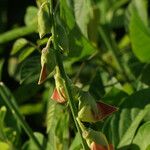 Crotalaria retusa Çiçek