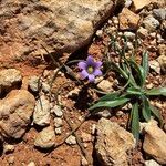 Romulea variicolor