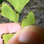 Adiantum tenerum 果實