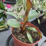 Ensete ventricosumLorea