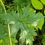 Geranium endressii Leht