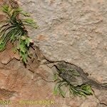 Asplenium seelosii Habit