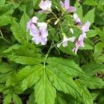 Cardamine heptaphylla പുഷ്പം