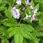 Cardamine heptaphylla Квітка