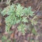 Artemisia alba Foglia