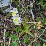 Pinguicula alpina Habit