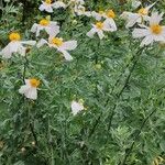 Romneya coulteri অভ্যাস