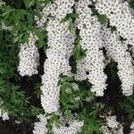 Spiraea × vanhouttei Õis