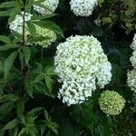 Hydrangea arborescens Habitus