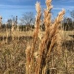 Andropogon bicornis Fruit