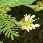 Astragalus boeticus